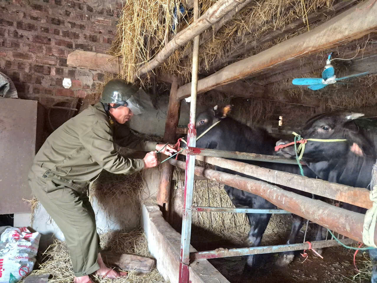 Xã Tùng Lộc tiêm vắc xin Viêm da nổi cục trâu, bò