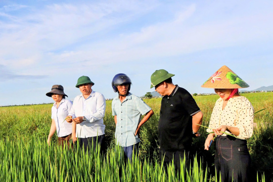 Chủ tịch UBND xã kiểm tra mô hình lúa