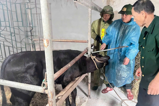UBND xã Tùng Lộc đang triển khai công tác tiêm phòng vắc xin đợt 2 năm 2026 trên đàn gia súc